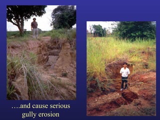 Helping Farmers Help Themselves: CIAT’s contribution to cassava production in Asia