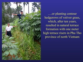 Helping Farmers Help Themselves: CIAT’s contribution to cassava production in Asia