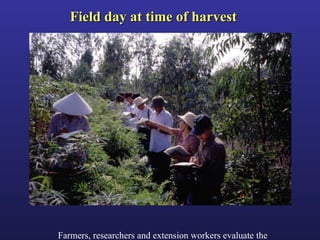 Helping Farmers Help Themselves: CIAT’s contribution to cassava production in Asia