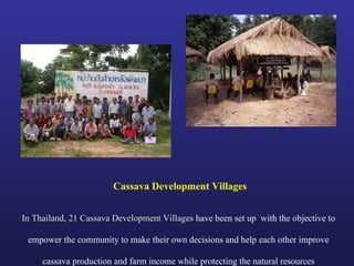 Helping Farmers Help Themselves: CIAT’s contribution to cassava production in Asia