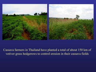 Helping Farmers Help Themselves: CIAT’s contribution to cassava production in Asia