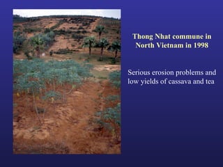 Helping Farmers Help Themselves: CIAT’s contribution to cassava production in Asia