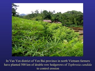 Helping Farmers Help Themselves: CIAT’s contribution to cassava production in Asia