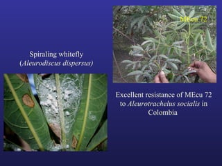 Helping Farmers Help Themselves: CIAT’s contribution to cassava production in Asia