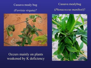 Helping Farmers Help Themselves: CIAT’s contribution to cassava production in Asia