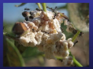 Helping Farmers Help Themselves: CIAT’s contribution to cassava production in Asia
