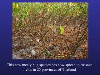 Helping Farmers Help Themselves: CIAT’s contribution to cassava production in Asia