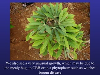 Helping Farmers Help Themselves: CIAT’s contribution to cassava production in Asia