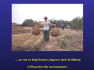 Helping Farmers Help Themselves: CIAT’s contribution to cassava production in Asia