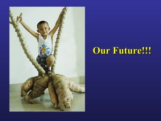 Helping Farmers Help Themselves: CIAT’s contribution to cassava production in Asia