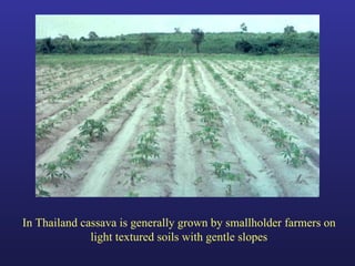 Helping Farmers Help Themselves: CIAT’s contribution to cassava production in Asia