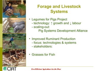 Integrating CIAT Research in Asia