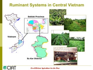 Integrating CIAT Research in Asia