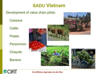 Integrating CIAT Research in Asia