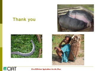 Integrating CIAT Research in Asia