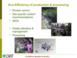 Integrating CIAT Research in Asia
