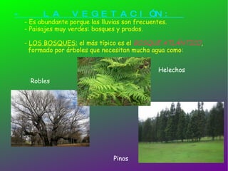 -  LA VEGETACIÓN:  - Es abundante porque las lluvias son frecuentes. - Paisajes muy verdes: bosques y prados. -  LOS BOSQUES:  el más típico es el  BOSQUE ATLÁNTICO ,    formado por árboles que necesitan mucha agua como: Robles Helechos Pinos 