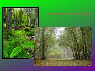 Así encontramos PAISAJES COMO:  