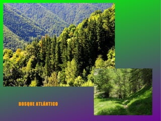 BOSQUE ATLÁNTICO 