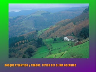 BOSQUE ATLÁNTICO y PRADOS, TÍPICO DEL CLIMA OCEÁNICO 