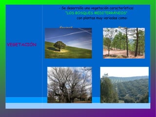 VEGETACIÓN - Se desarrolla una vegetación característica: “ LOS BOSQUES MEDITERRÁNEOS” con plantas muy variadas como: EncinaS  Pinos  Robles  Olivos 