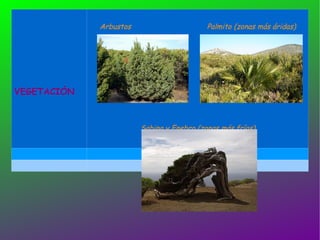 VEGETACIÓN Arbustos  Palmito (zonas más áridas) Sabina y Enebro (zonas más frías) 