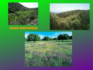 BOSQUE MEDITERRÁNEO 