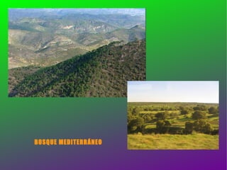 BOSQUE MEDITERRÁNEO 