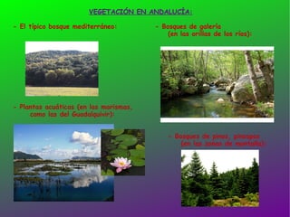 VEGETACIÓN EN ANDALUCÍA: - El típico bosque mediterráneo: - Bosques de galería  (en las orillas de los ríos): - Plantas acuáticas (en las marismas,  como las del Guadalquivir): - Bosques de pinos, pinsapos  (en las zonas de montaña): 