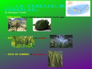 - LA VEGETACIÓN DE CANARIAS:   Se distinguen 3 zonas: - ZONA BAJA:  crecen plantas que no requieren mucha agua. las palmeras  y  sabinas. -  ZONA MEDIA:  predomina la  laurisilva . -  ZONA DE CUMBRES:  el  pino canario. 