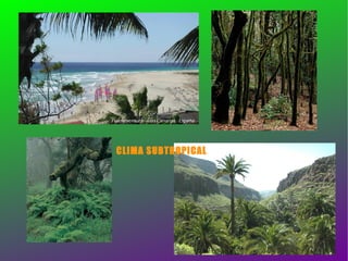 CLIMA SUBTROPICAL 