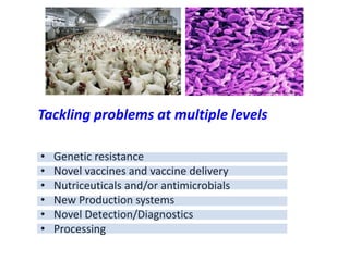 • Genetic resistance
• Novel vaccines and vaccine delivery
• Nutriceuticals and/or antimicrobials
• New Production systems
• Novel Detection/Diagnostics
• Processing
Tackling problems at multiple levels
 