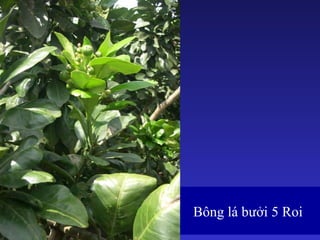 36
Bông lá bưởi 5 Roi
 