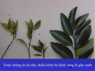 96
Triệu chứng lá (lá nhỏ, thiếu kẽm) bị bệnh vàng lá gân xanh
 