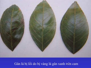 97Gân lá bị lồi do bị vàng lá gân xanh trên cam
 