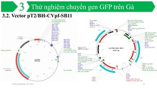 Chuyển gen eGFP ở gà | PPTX