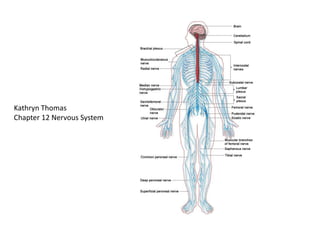 Kathryn Thomas Chapter 12 Nervous System 