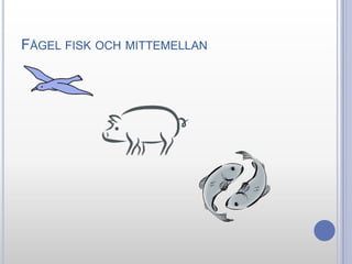 FÅGEL FISK OCH MITTEMELLAN

 