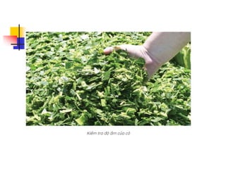 KỸ THUẬT Ủ CHUA CỎ VOI (download tai tailieutuoi.com).ppt