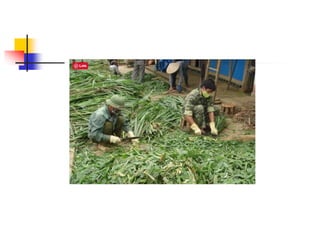 KỸ THUẬT Ủ CHUA CỎ VOI (download tai tailieutuoi.com).ppt