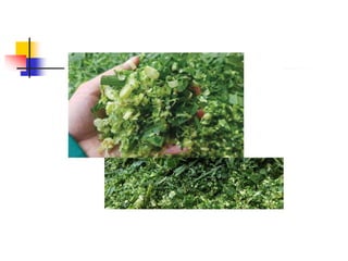 KỸ THUẬT Ủ CHUA CỎ VOI (download tai tailieutuoi.com).ppt