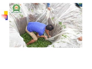 KỸ THUẬT Ủ CHUA CỎ VOI (download tai tailieutuoi.com).ppt