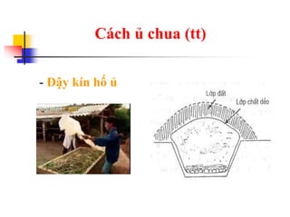Cách ủ chua (tt)
- Đậy kín hố ủ
 