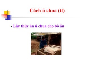 Cách ủ chua (tt)
- Lấy thức ăn ủ chua cho bò ăn
 