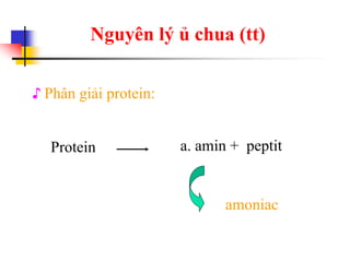 Nguyên lý ủ chua (tt)
♪ Phân giải protein:
Protein a. amin + peptit
amoniac
 