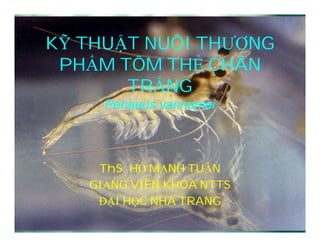 KỸ THUẬT NUÔI THƯƠNG
   THUẬ       THƯƠNG
 PHẨ
 PHẨM TÔM THẺ CHÂN
           THẺ
       TRẮ
       TRẮNG
     Penaeus vannamei



    ThS. HỒ
    ThS. HỒ MẠNH TUẤN
                 TUẤ
   GIẢ
   GIẢNG VIÊN KHOA NTTS
    ĐẠI HỌ
    ĐẠI HỌC NHA TRANG
 