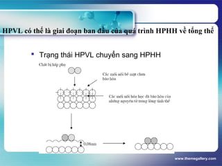 www.themegallery.com
 Trạng thái HPVL chuyển sang HPHH
HPVL có thể là giai đoạn ban đầu của quá trình HPHH về tổng thể
 