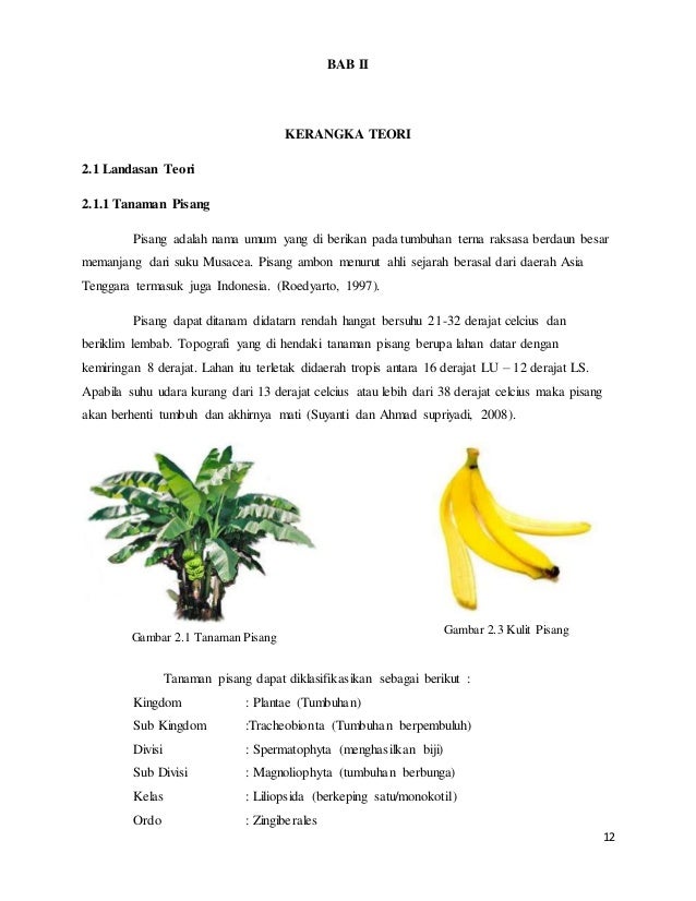 Teks Laporan Hasil Observasi Tentang Buah Pisang Berbagai Teks Penting