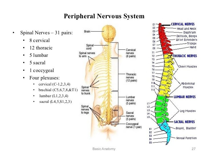 lumbar 4 and 5 diagram basic anatomy lumbar 4 and 5 diagram basic anatomy
