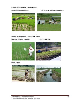 AGRICULTURAL CROP PRODUCTION 35
K to 12 – Technology and Livelihood Education
LABOR REQUIREMENT IN PLANTING
PULLING OF SEEDLINGS TRANSPLANTING OF SEEDLINGS
LABOR REQUIREMENT FOR PLANT CARE
FERTILIZER APPLICATION PEST CONTROL
IRRIGATION
 